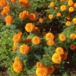 Profile picture of YesOm1